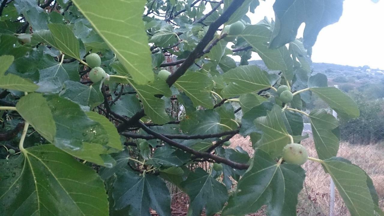 אדיפסוס Eleni'S Village Relaxation Home מראה חיצוני תמונה
