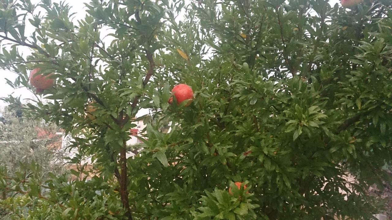 אדיפסוס Eleni'S Village Relaxation Home מראה חיצוני תמונה